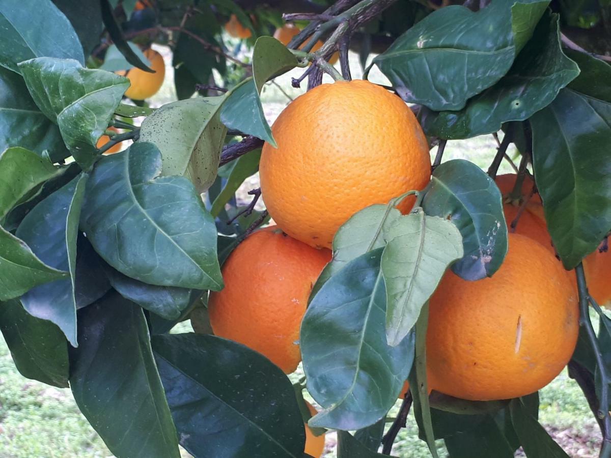 Quintinha Dos Cedros Βίλα Alfândega da Fé Εξωτερικό φωτογραφία