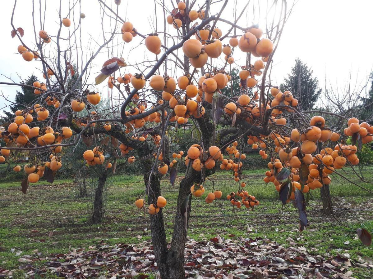 Quintinha Dos Cedros Βίλα Alfândega da Fé Εξωτερικό φωτογραφία